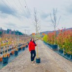 Lipa malolistá (Tilia cordata) - výška 300-320 cm, obvod kmeňa 6/8 cm, kont. C18L  